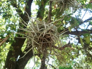 Tillandsia_recurvata